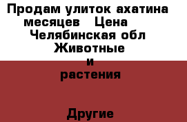 Продам улиток ахатина 6 месяцев › Цена ­ 50 - Челябинская обл. Животные и растения » Другие животные   . Челябинская обл.